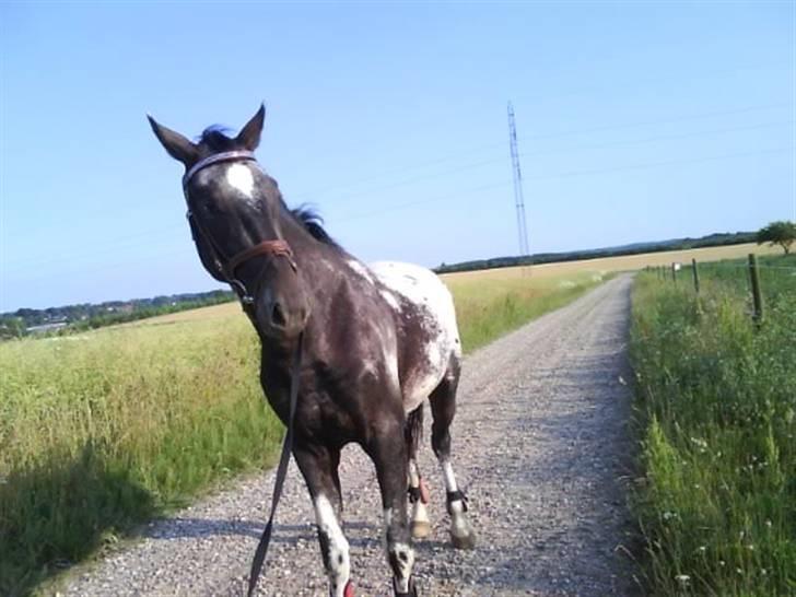 Knabstrupper Sirdro Song (Hingst) billede 7