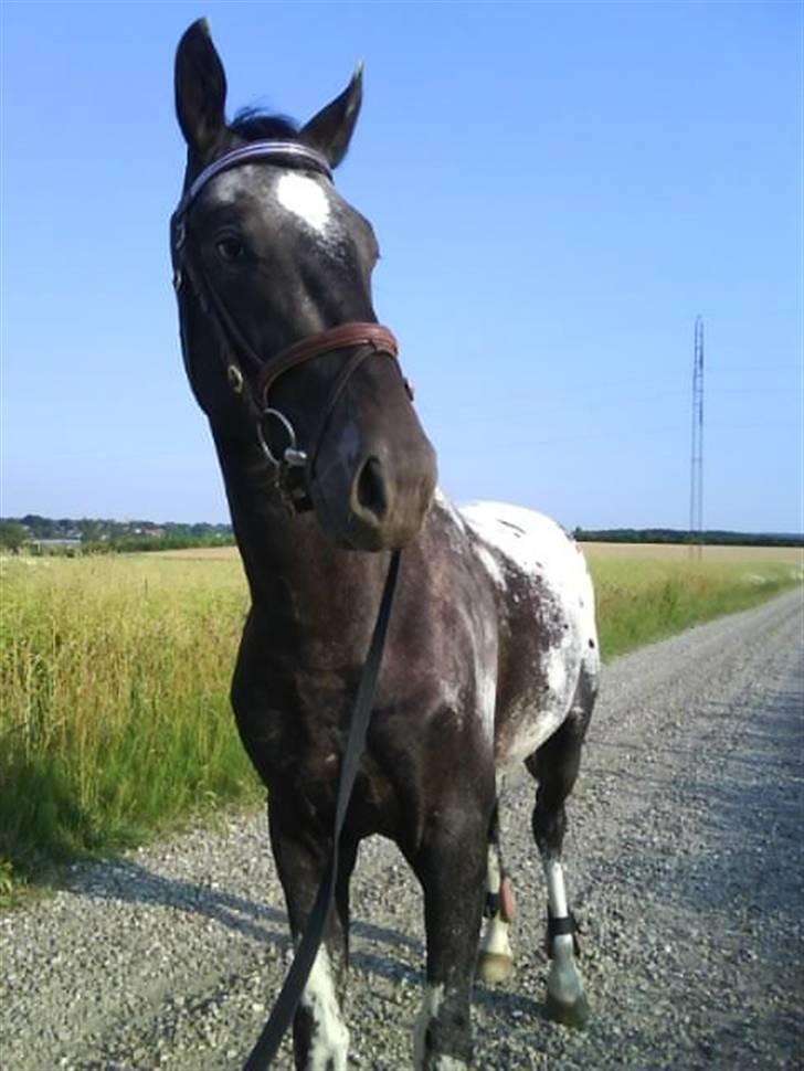 Knabstrupper Sirdro Song (Hingst) billede 8