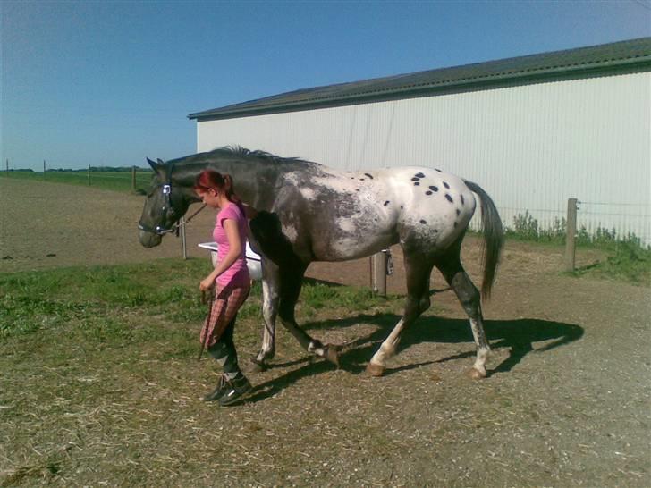 Knabstrupper Sirdro Song (Hingst) billede 9