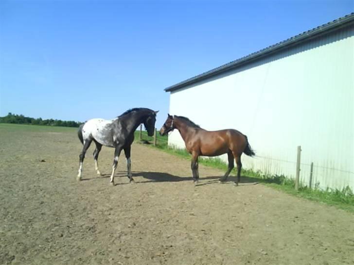 Knabstrupper Sirdro Song (Hingst) - spiller stor farlig hingst :) billede 10