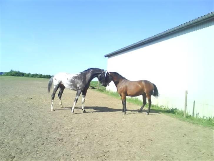 Knabstrupper Sirdro Song (Hingst) - hehe sirdro og pegasus billede 11