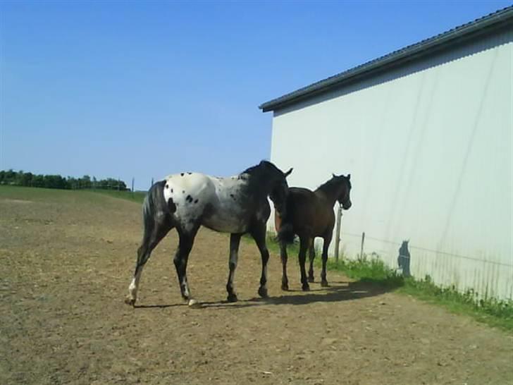 Knabstrupper Sirdro Song (Hingst) - tror pegasus er en pige?? :P billede 12