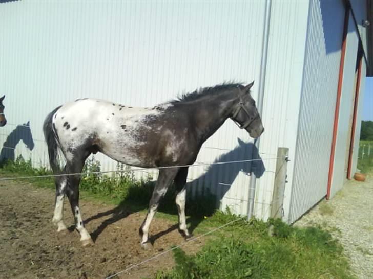 Knabstrupper Sirdro Song (Hingst) billede 13