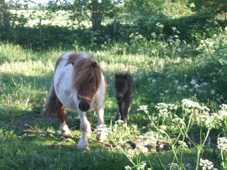 Shetlænder Lille Ups  - Få dage gammel sammen med sin mor. billede 2