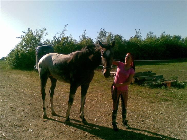 Knabstrupper Sirdro Song (Hingst) billede 14