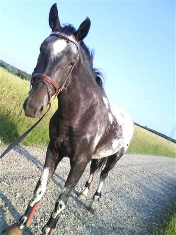 Knabstrupper Sirdro Song (Hingst) billede 15