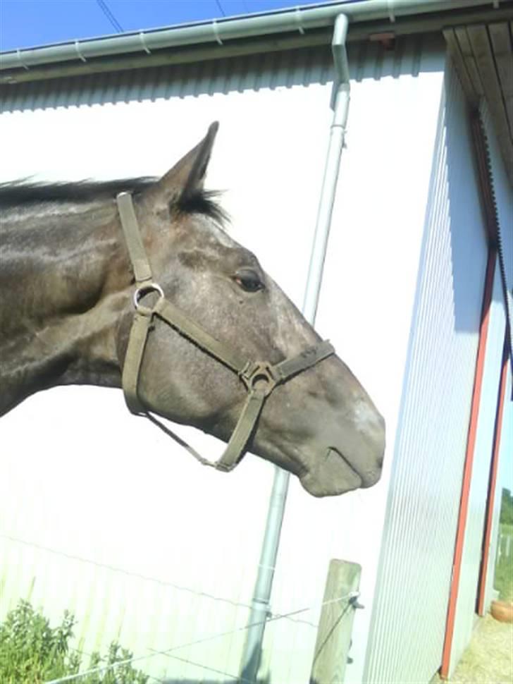 Knabstrupper Sirdro Song (Hingst) billede 16