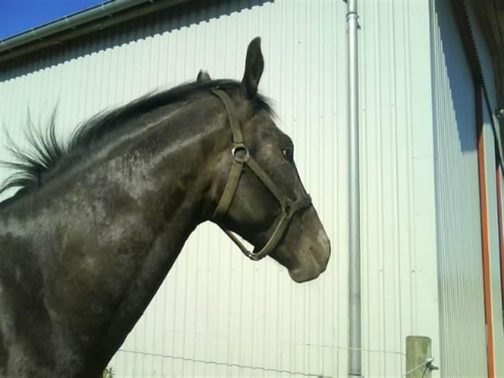 Knabstrupper Sirdro Song (Hingst) billede 17