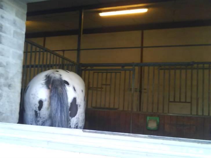 Knabstrupper Sirdro Song (Hingst) - plette mås :P billede 18