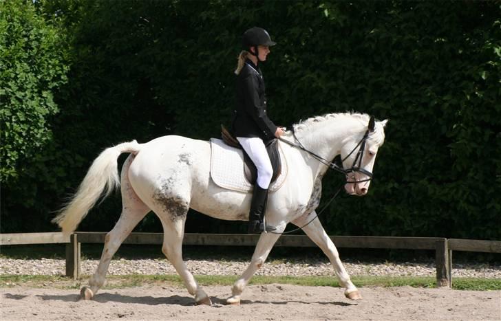 Appaloosa Karpaccio.  - Karpaccio. <3 Foto: Lone P. billede 1