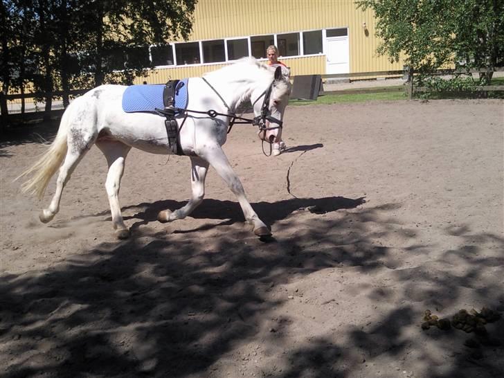 Appaloosa Karpaccio.  - #2. Karpaccio. <3 billede 2