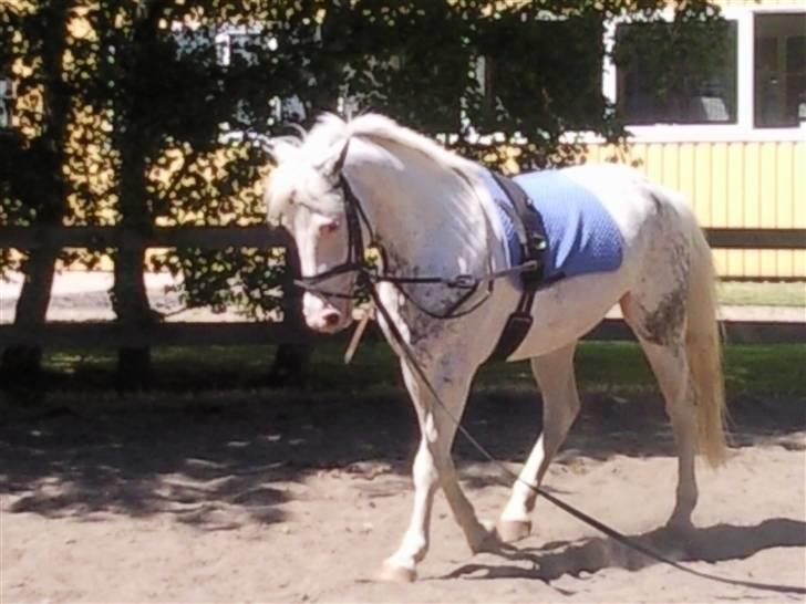 Appaloosa Karpaccio.  - #3. Karpaccio. <3 billede 3