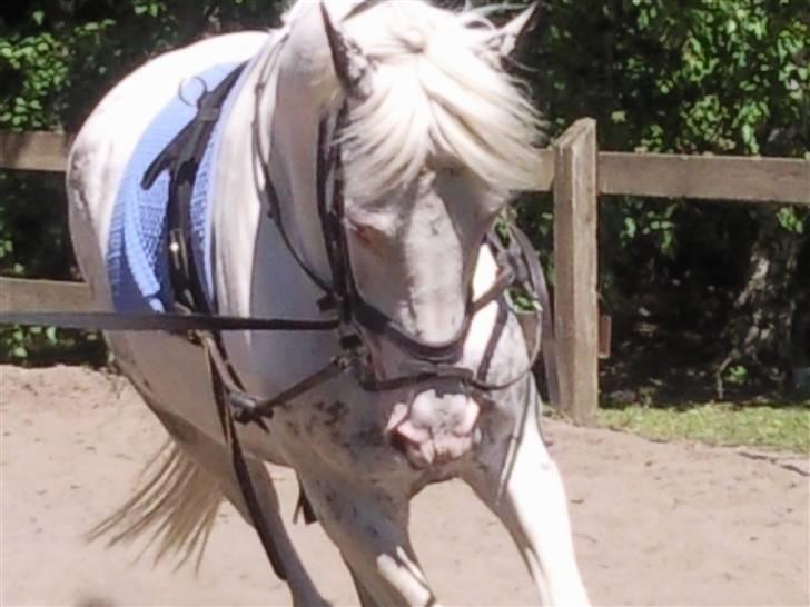 Appaloosa Karpaccio.  - #4. Karpaccio. <3 billede 4