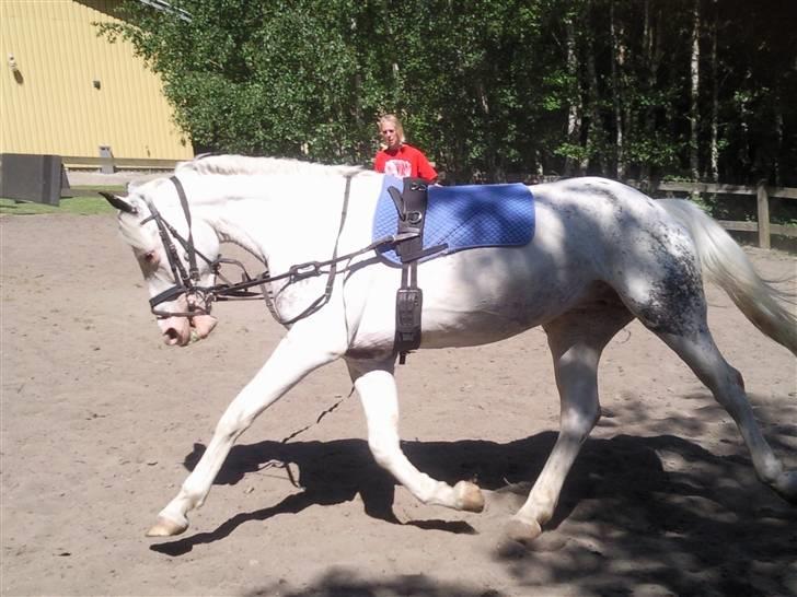 Appaloosa Karpaccio.  - #5. Karpaccio. <3 billede 5