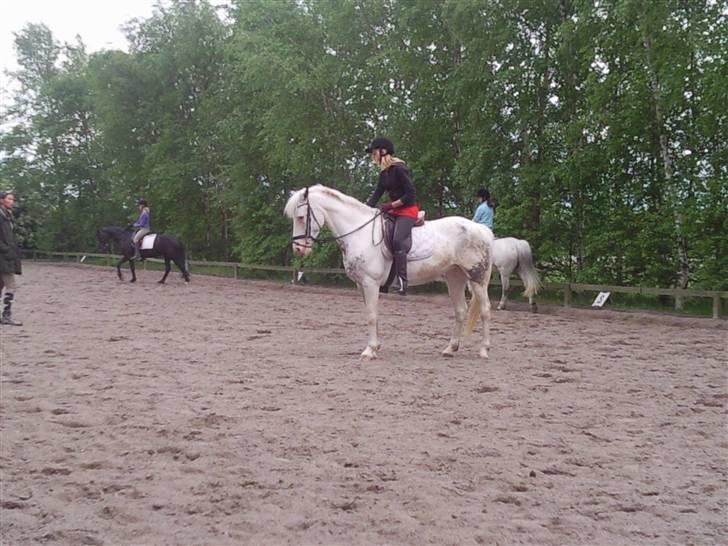 Appaloosa Karpaccio.  - #6. Karpaccio. <3 billede 6