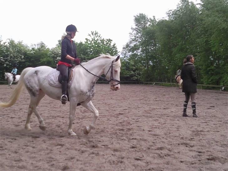 Appaloosa Karpaccio.  - #7. Karpaccio. <3 billede 7