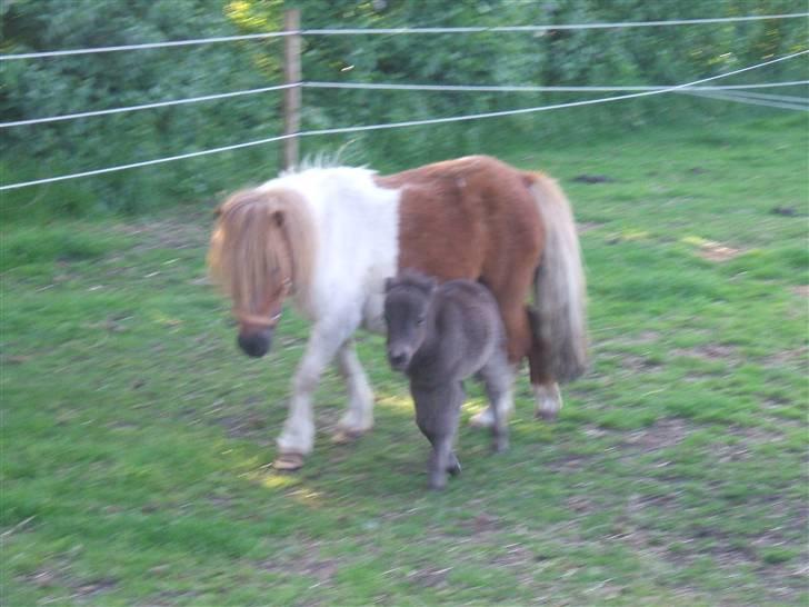 Shetlænder Hov´sa  billede 8