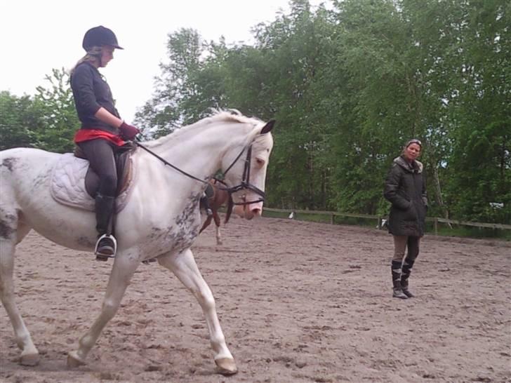 Appaloosa Karpaccio.  - #8. Karpaccio. <3 billede 8