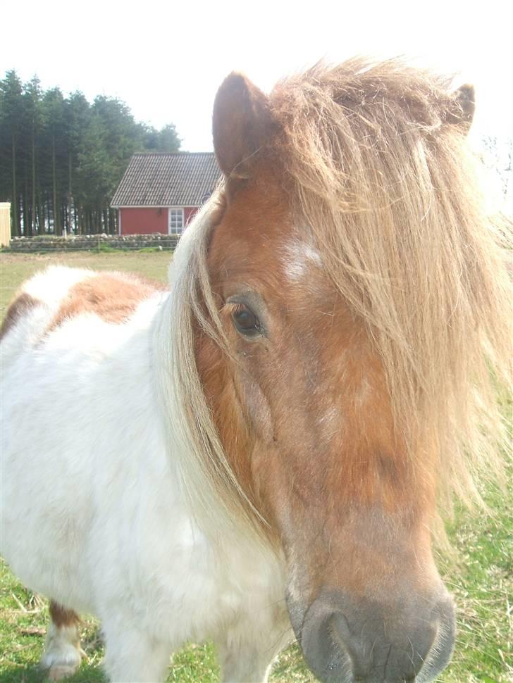 Shetlænder Hov´sa  billede 9