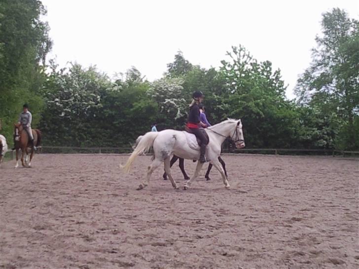 Appaloosa Karpaccio.  - #9. Karpaccio. <3 billede 9