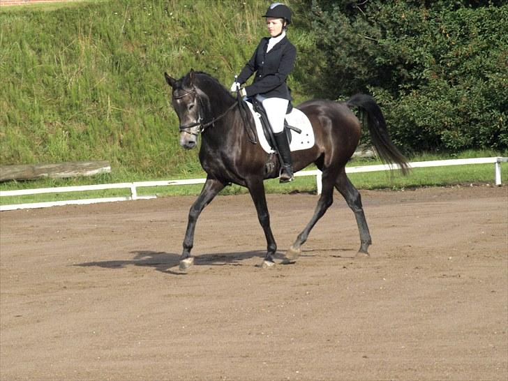 Anden særlig race Soleo (SOLGT) - 1# velkommen til Soleo´s profil <3 // stævne i STR. Lc2: 67,39% - Foto: Sofie Slot<3 billede 1
