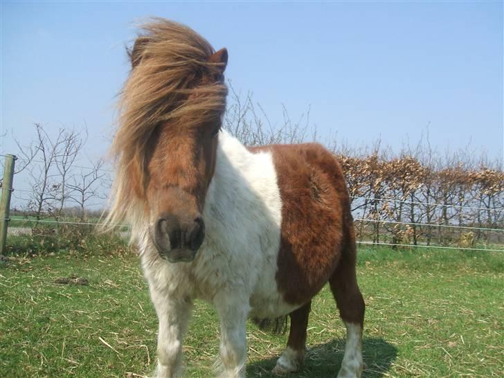 Shetlænder Hov´sa  billede 10