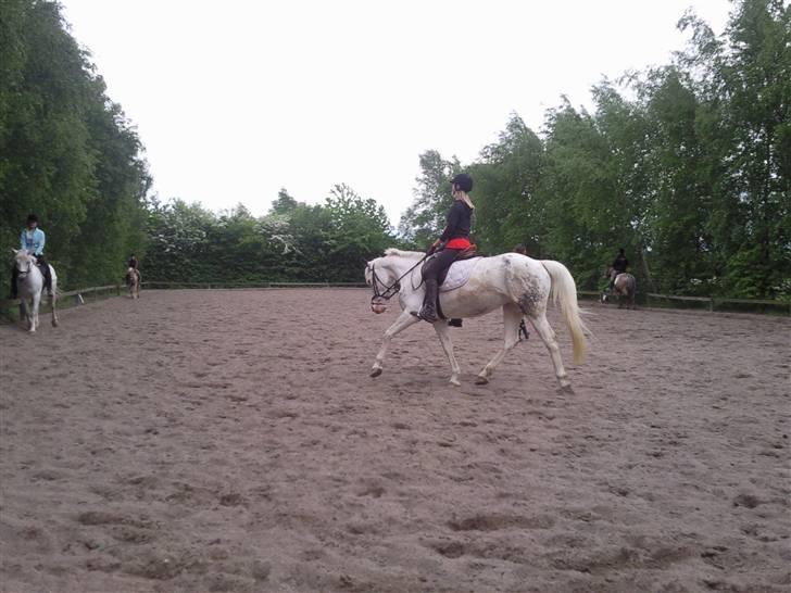 Appaloosa Karpaccio.  - #10. Karpaccio. <3 billede 10