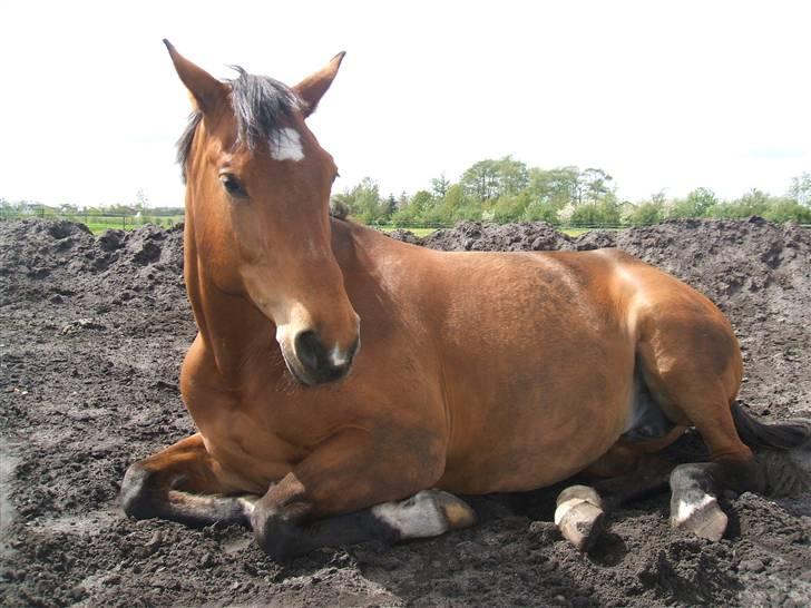 Dansk Varmblod Waldau   billede 6