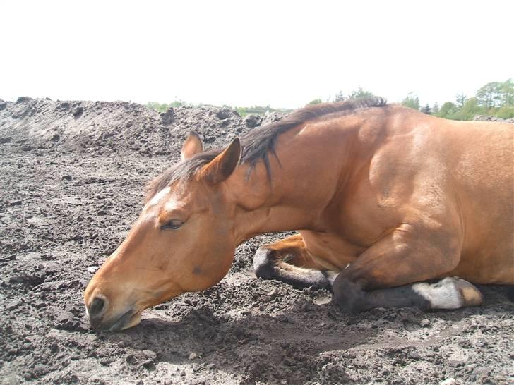 Dansk Varmblod Waldau   billede 7