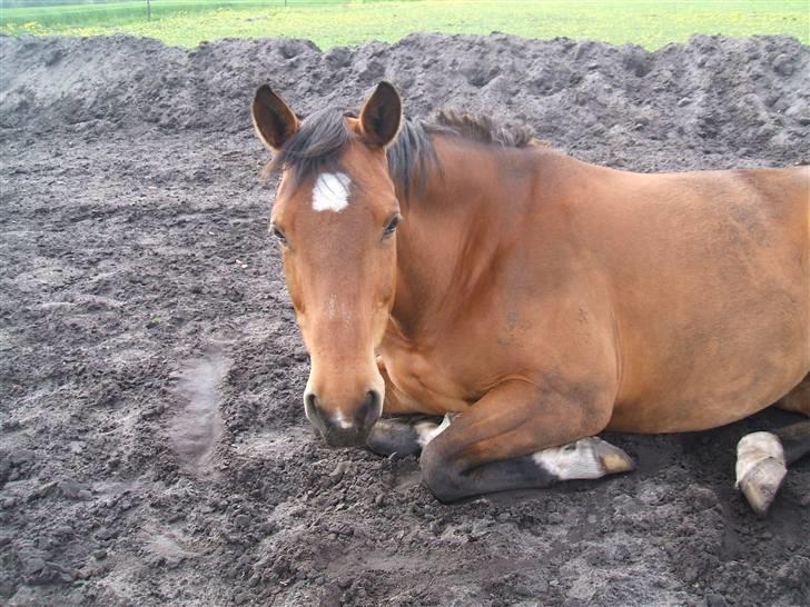 Dansk Varmblod Waldau   billede 8