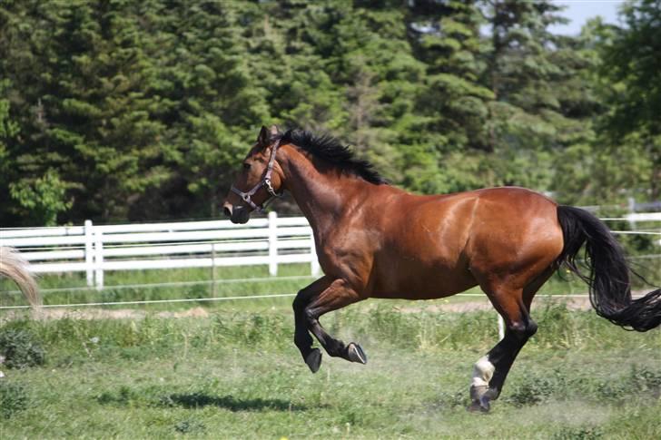 Anden særlig race | Plaisir <3 |  - Plaisir [ Foto: SAC-FOTO © ]  billede 14