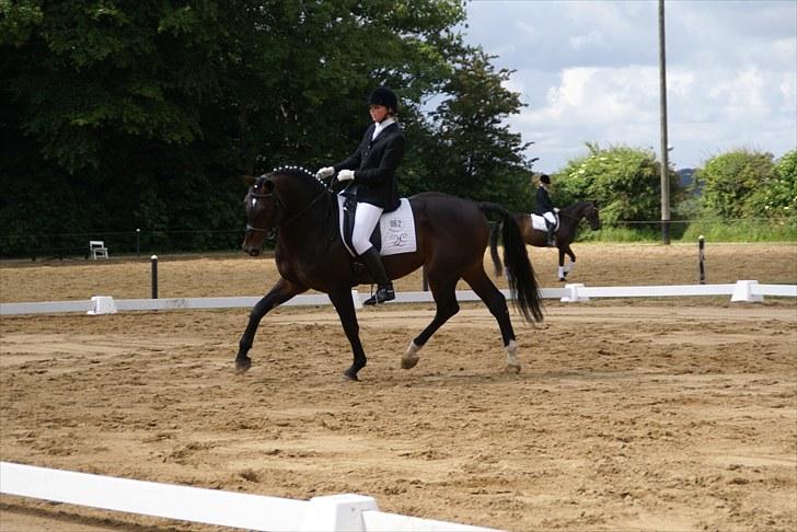 Dansk Varmblod Tjørnelund's Revolution - Stævne toftlund billede 18