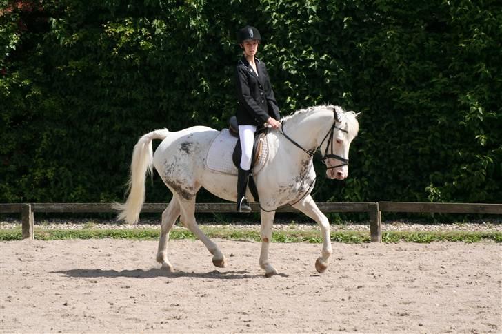 Appaloosa Karpaccio.  - #11. Karpaccio. <3 billede 11