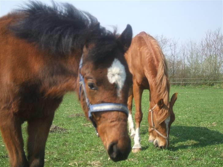Anden særlig race La Bella billede 14