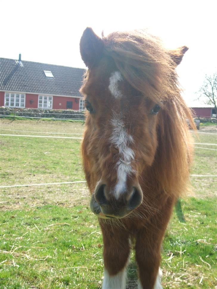 Shetlænder Mini Max  billede 7