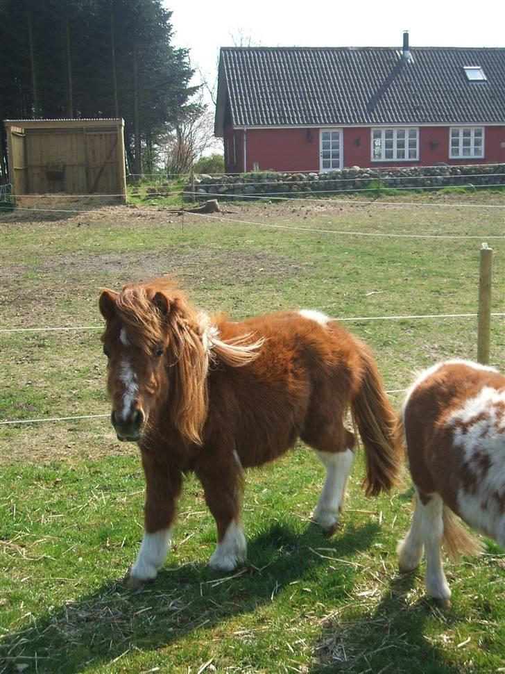 Shetlænder Mini Max  billede 8