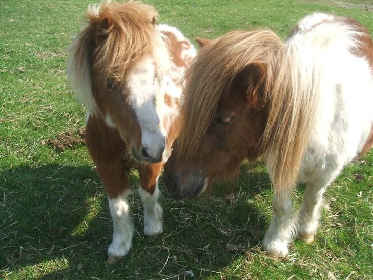 Shetlænder Lille Rasmine  billede 6