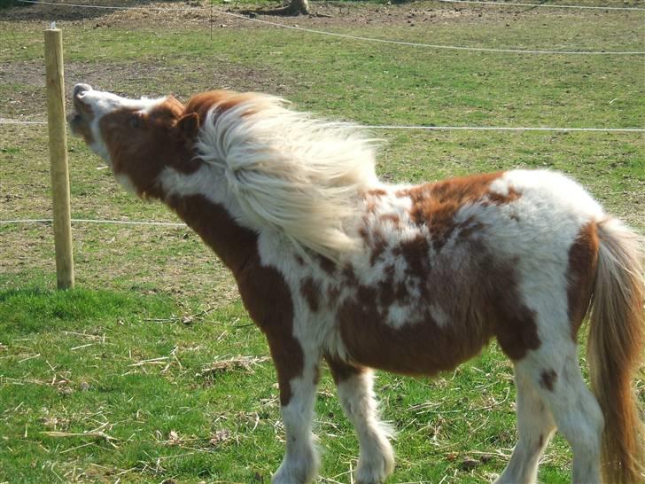 Shetlænder Lille Rasmine  billede 7