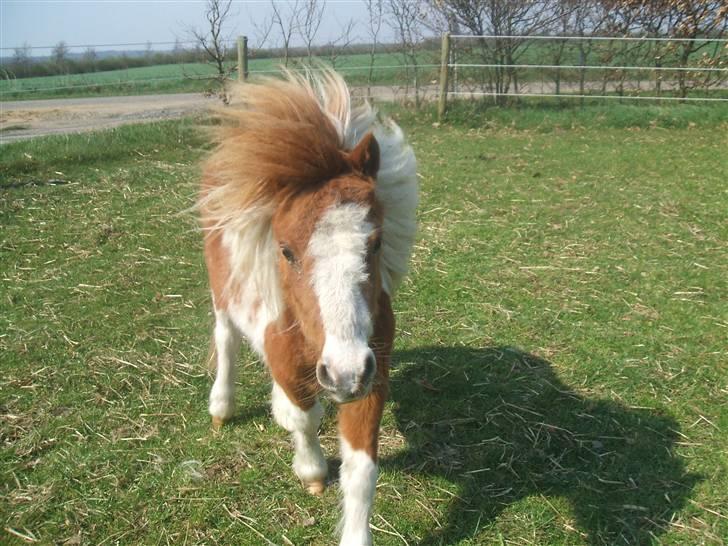 Shetlænder Lille Rasmine  billede 8