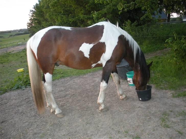 Pinto Indiana Jones (mors part) - lidt aftensnaak billede 8