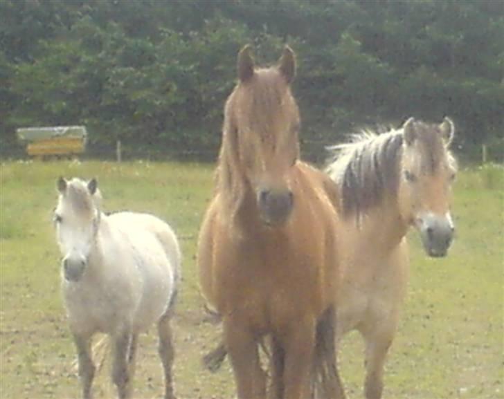 Anden særlig race avelon "solgt" - fra venstre: gajo, avelon & basse billede 20