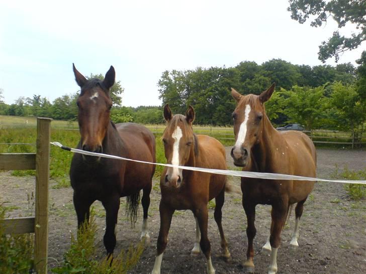 Svensk Varmblod missouri R.I.P. - fra venstre: missouri, foxi & classique billede 9