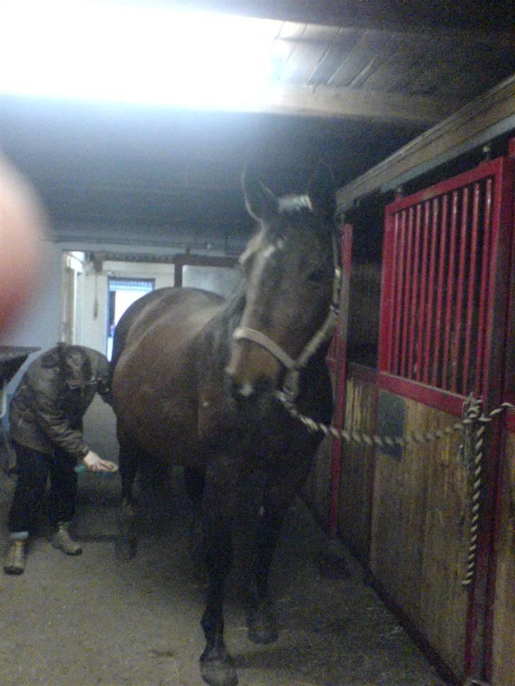 Svensk Varmblod missouri R.I.P. - se lige en tyksak. der var ca. en måned til hun skulle fole.  billede 10