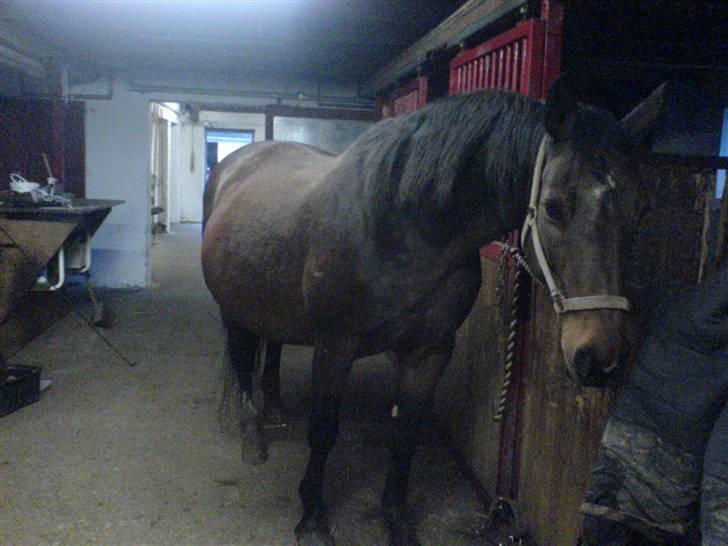 Svensk Varmblod missouri R.I.P. - hos dyrelægen ca. en måned til hun skulle fole.  billede 11