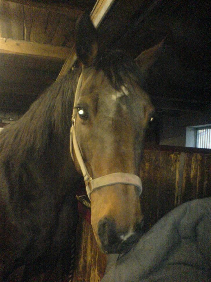 Svensk Varmblod missouri R.I.P. billede 12