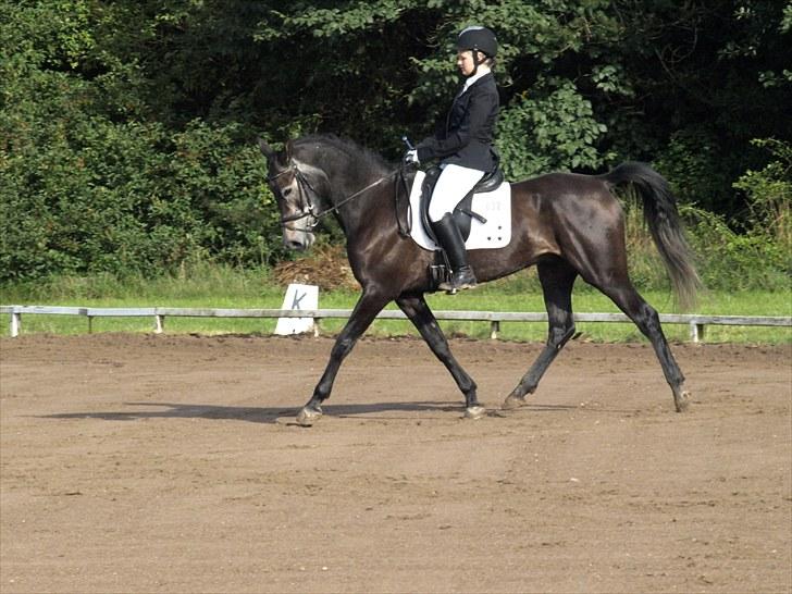 Anden særlig race Soleo (SOLGT) - 10# stævne STR. Lc2: 67,39% - Foto: Sofie Slot :-) billede 10