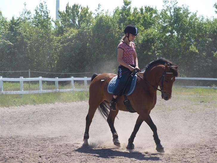 New Forest Charly - Opvarmning til spring d.30. Maj - 09. Foto: LT-foto billede 12