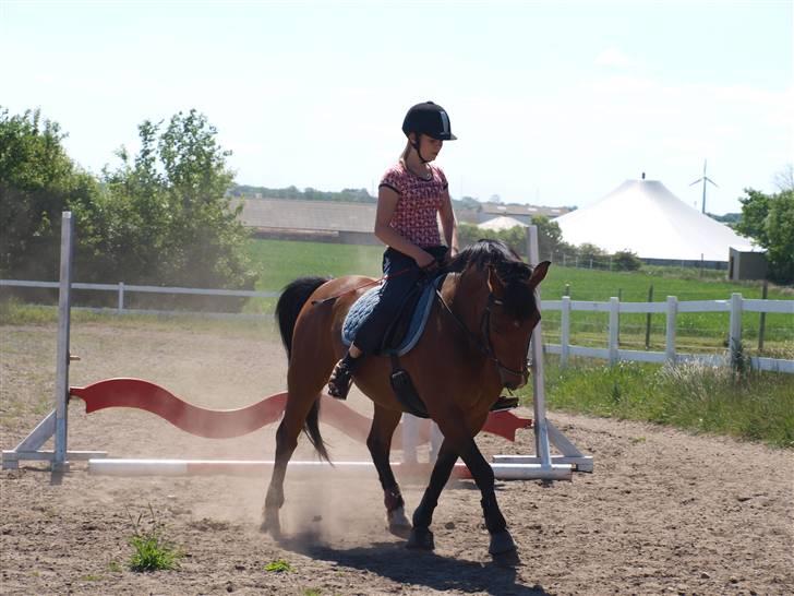 New Forest Charly - Opvarmning til spring d.30. Maj - 09. Foto: LT-foto billede 13