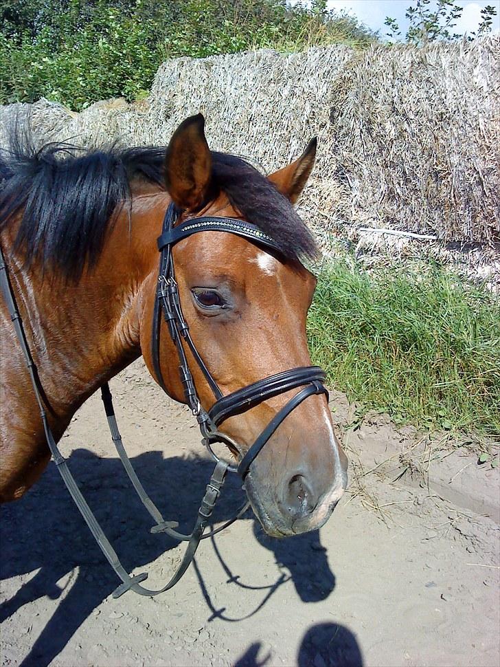 New Forest Charly - Modelbillede Foto: Mig:) billede 14