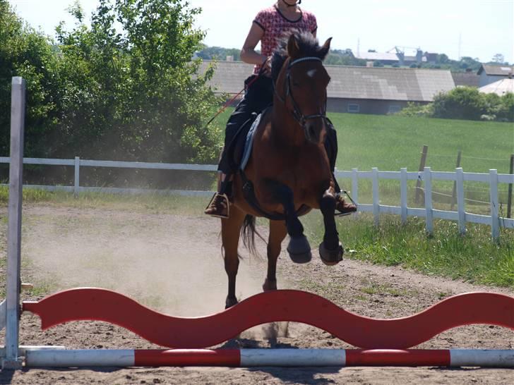 New Forest Charly - Spring d.30. Maj - 09. Foto: LT-foto billede 15